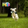 Fancy pets - Cuerda para Perro Hueso Con Pelota de Tenis
