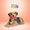 Fancy pets - Juguete para Perro Hueso de Caucho con Huellas