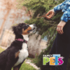 Fancy Pets - Premios para Perros Palitos de Carnaza Natural