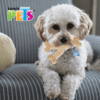 Fancy Pets - Juguete Masticable para Perro Hueso de Bambú Triple Sabor Pollo