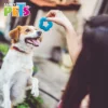 Juguete para perro en forma de estrella, con bordes limpiadores para promover la salud dental del perro, sirve para morder, entretener e interactuar y al mismo tiempo limpiar los dientes, además de ofrecer un suave masaje a las encías, gracias a su diseño. Ideal para cachorros y perros de raza pequeña.