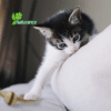 Bola de plumas para gato