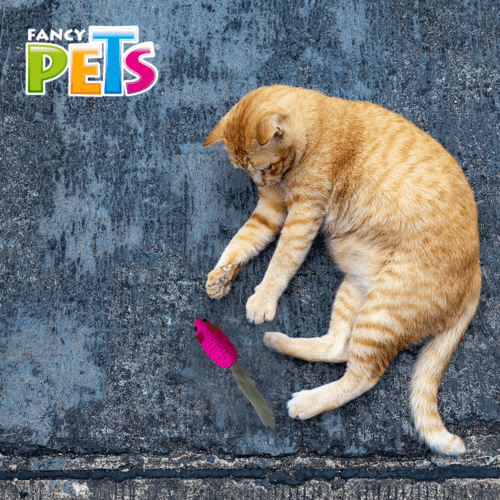 Juguete para gato, Ratón de cuerda Juguete para gato, Ratón de cuerda con cola de peluche, estimula el instinto de caza, ayuda a disminuir la ansiedad, estrés y aburrimiento de tu mascota, hecho con materiales textiles.