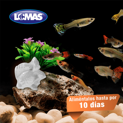 Alimento de vacaciones para peces, una alternativa sana y nutritiva para tus peces cuando te encuentras fuera de casa hasta por 10 días. El alimento está especialmente desarrollado para que los peces puedan comerlo siempre que lo necesiten. Simplemente colóquelo dentro de su acuario antes de salir de viaje y los peces se acercarán a alimentarse cuando lo requieran. El alimento es saludable y nutritivo, cuenta con ingredientes que favorecen a una buena salud y larga vida.